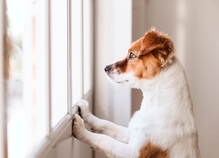 ペットロスは1人で抱え込まないで