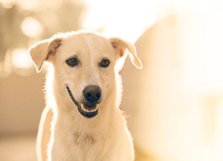 ペット火葬後の遺骨を大切に供養する