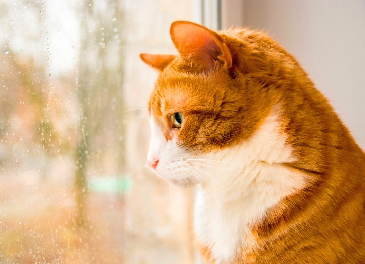 【岐阜でペット火葬】プランで迷われているの方へ