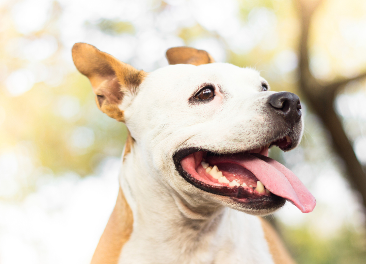 【初めてで不安】安心してペット火葬の予約