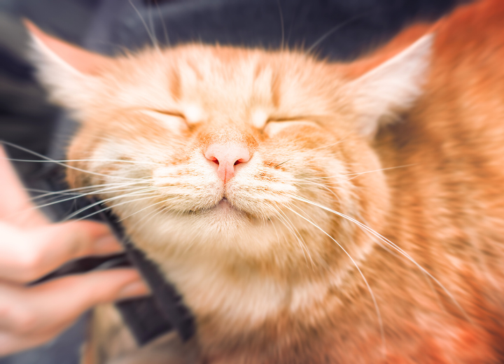 「何かしてあげたい」ときの供養の考え方