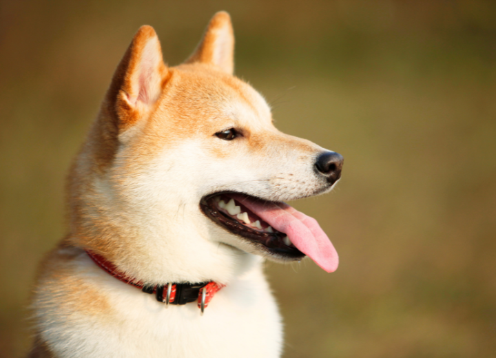 ペットが亡くなったら？初めての葬儀Q&A