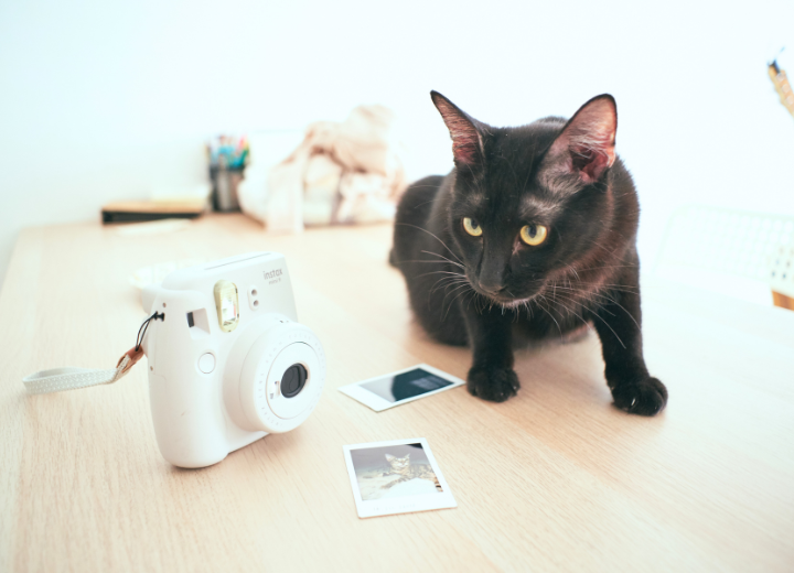 【岐阜 ペット火葬　愛の森】お客様の声