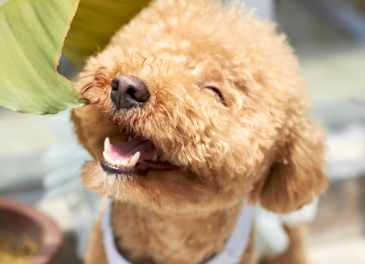 愛するペットの旅立ちを迎えたら