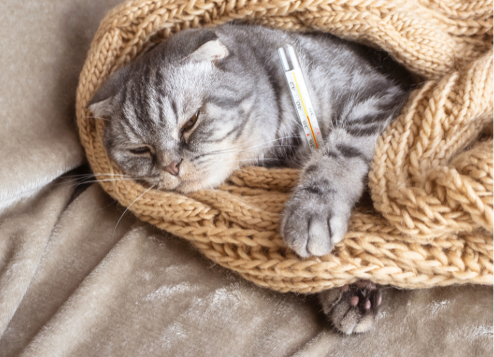 昼夜の気温差とペットの体調管理