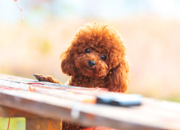 【岐阜のペット霊園　愛の森】お客様の声
