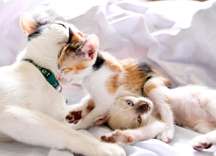 岐阜でペット葬儀業者を探すときの基準