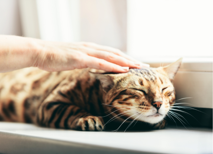 小さな命から届いていた「ありがとう」