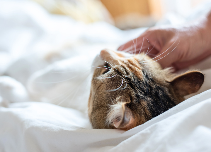 自宅で見送る｜愛猫の旅立ちとお別れ