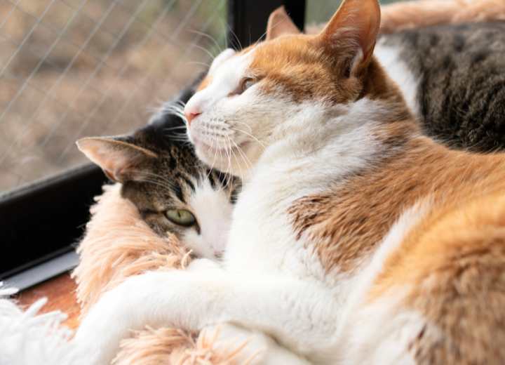 愛の森が大切にするお見送りのかたち