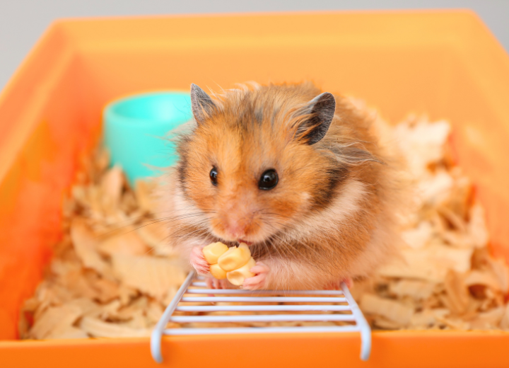 小さな命に“ありがとう”を伝えるお葬式