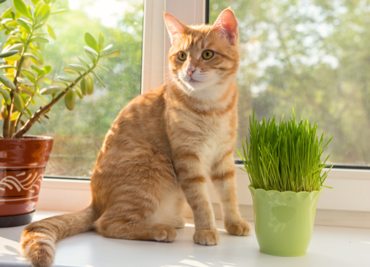 大切な子とのお別れを優しく見守るために