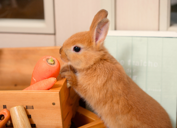 後悔しないペット葬儀の進め方とは