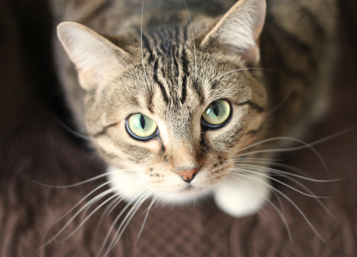 ペット葬儀に悩むあなたへ｜ペット霊園　愛の森