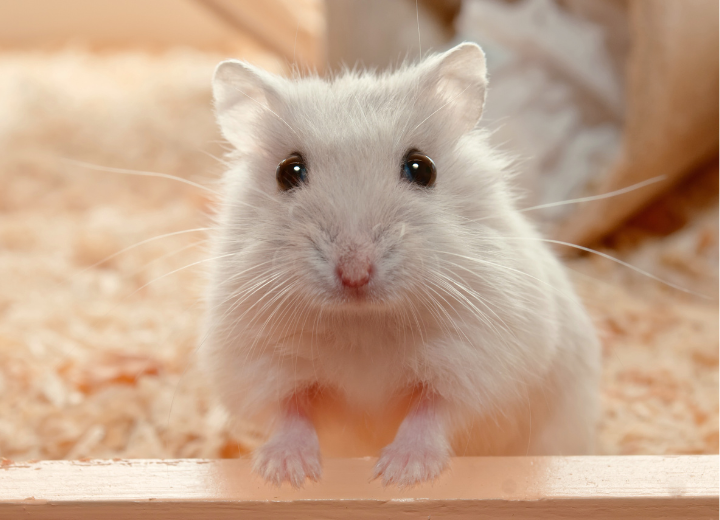 小さな家族にできる、やさしい見送り方