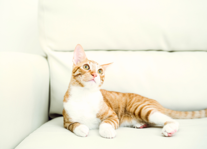 2026年前半｜供養祭の日程