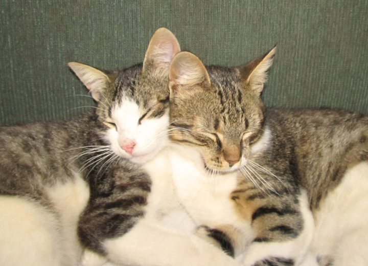 愛の森で初めてのお見送りを安心に