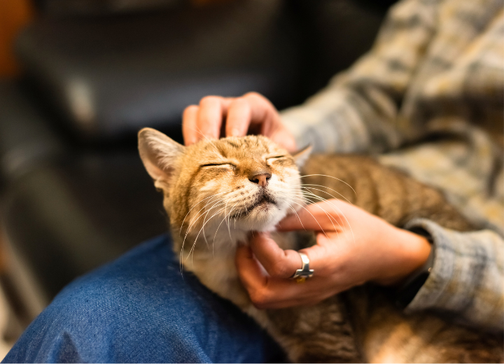 訪問火葬と霊園火葬の違いを解説