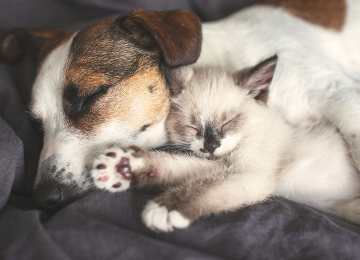 ペット霊園選びで後悔しない