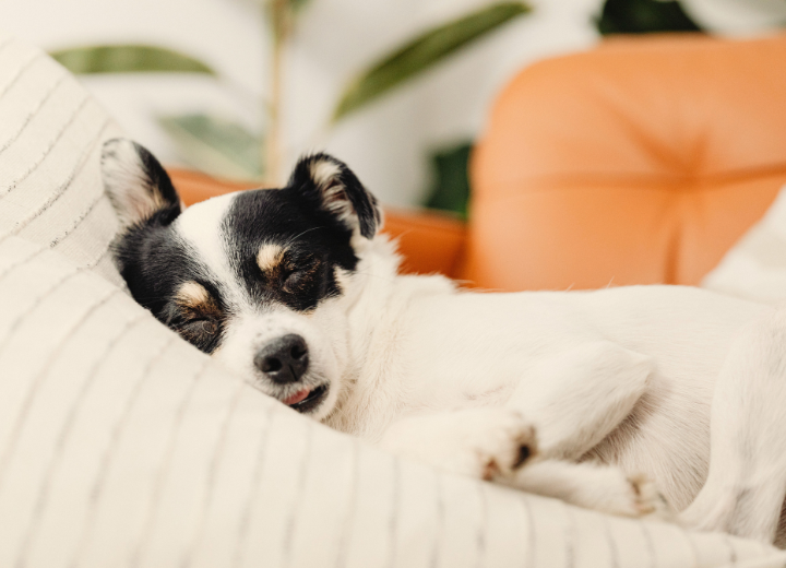 【岐阜のペット霊園　愛の森】お客様の声