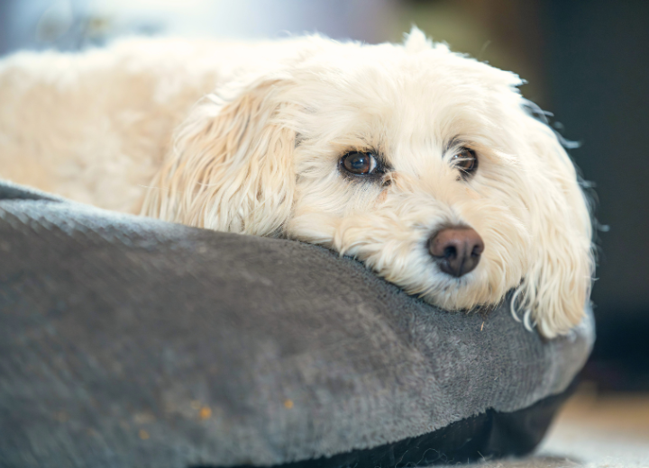 火葬の前にできる、あたたかなお見送り