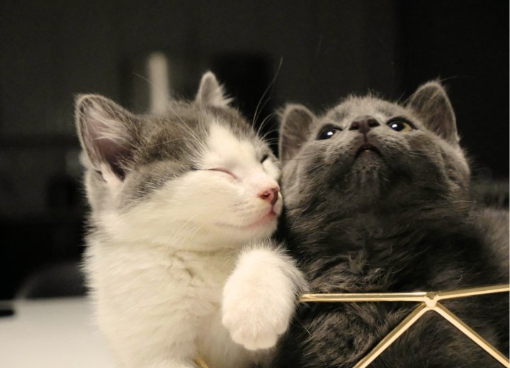 愛の森で執り行うお別れの式と大切にする想い