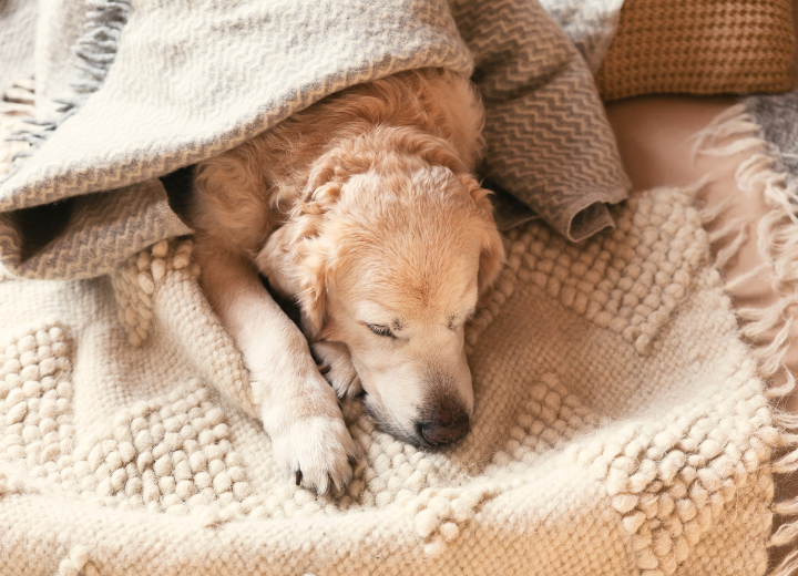 お留守番中の寒さから守る冬の工夫
