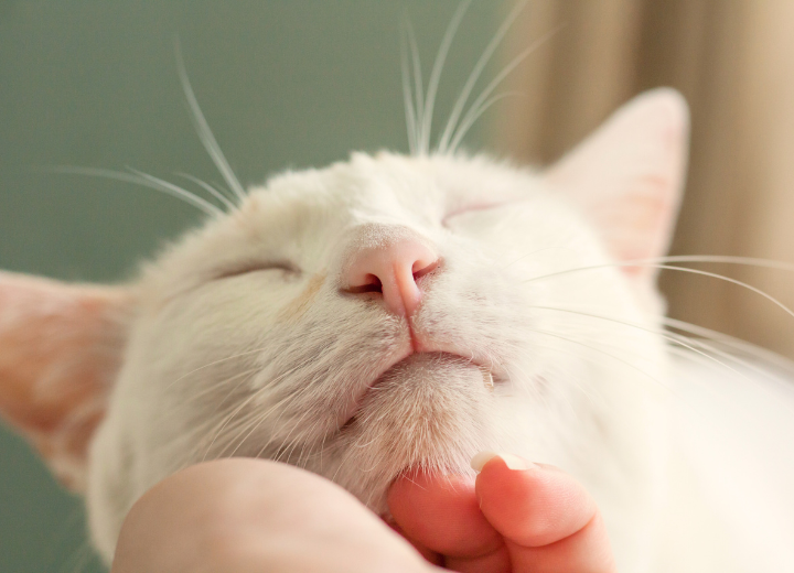 ◆2026年前半　供養祭の日程　（6月変更になりました）◆