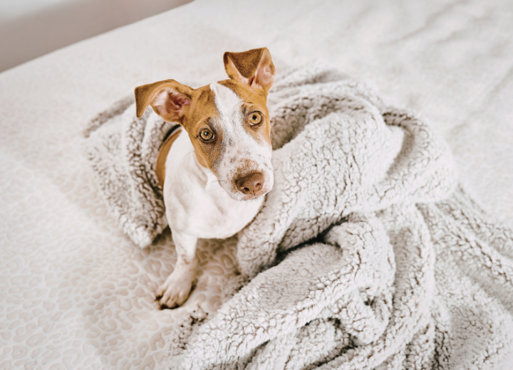 ペットの火葬はどこで行われるの？