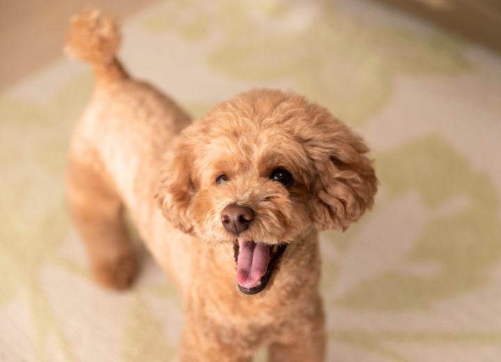 自治体と民間、ペット火葬はどう違う？