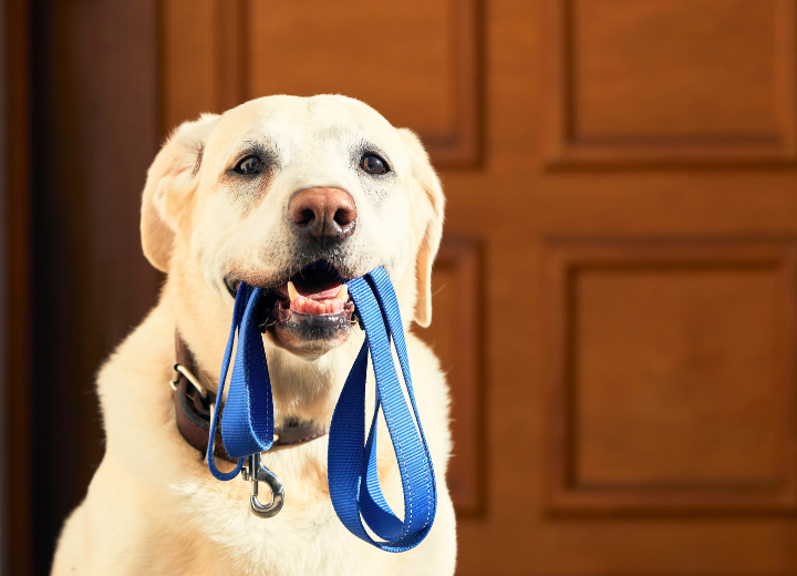 焦らないで。大切なペットのためのご葬儀を決めるとき
