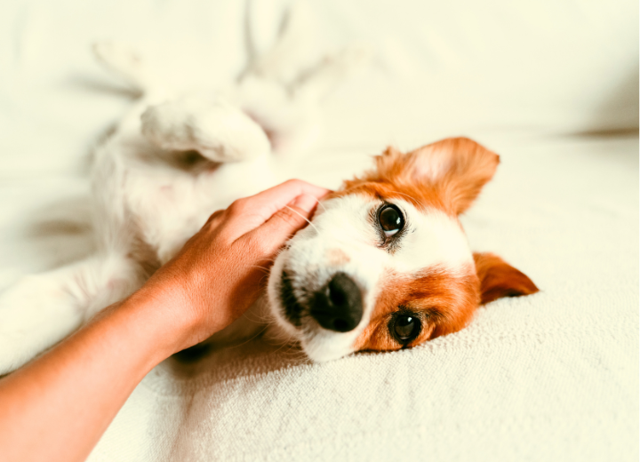 ペット葬儀に参列する際の服装と心構え