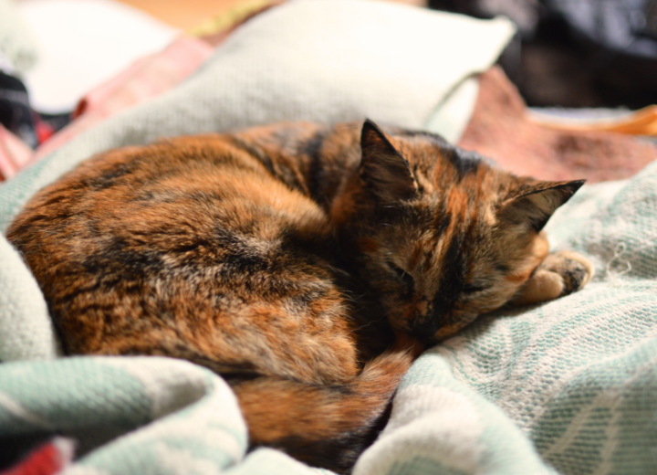 ペットの火葬を前に迷わないために決めておくこと