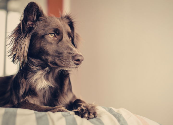 個別火葬を選ぶときに見るべきこと
