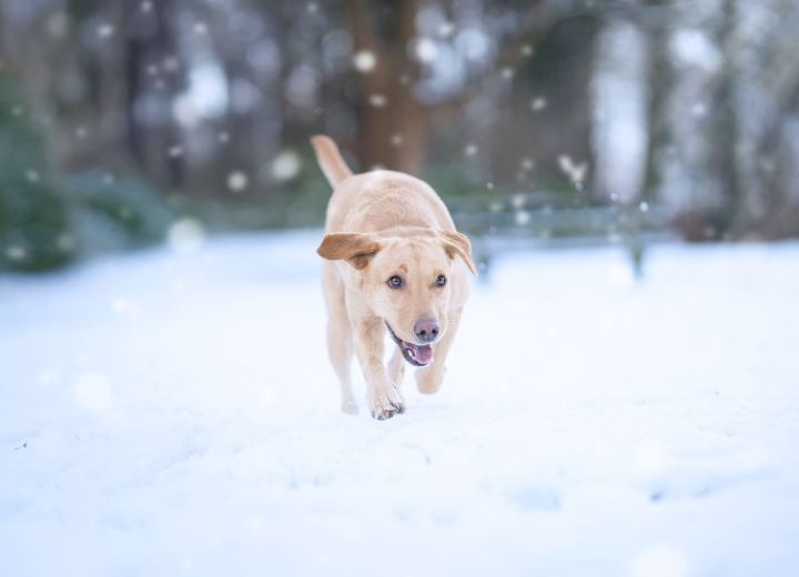 ペット火葬当日、持ち物と準備を教えて欲しい