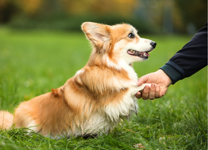 岐阜県で迷わないペット葬儀の整え方