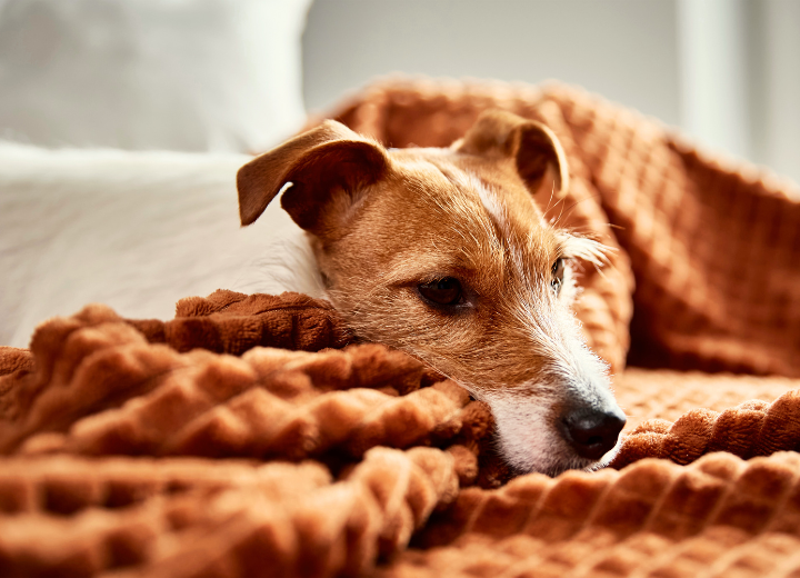 ペットの命日を心穏やかに迎えるために