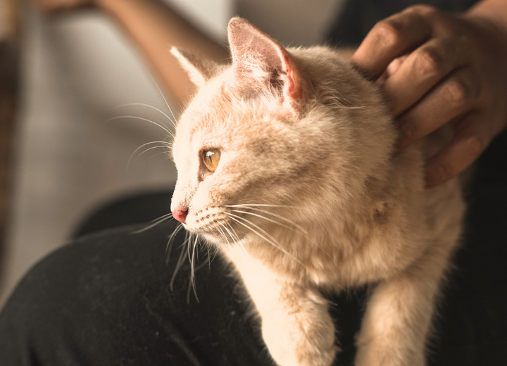 【火葬後の選択肢】納骨の進め方｜ペット霊園 愛の森