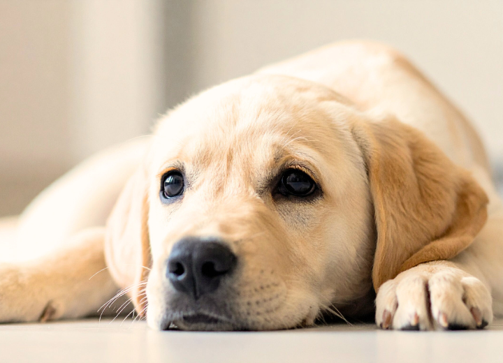 【岐阜｜ペット霊園　愛の森】お客様の声