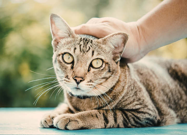 ペットが旅立ったとき最初にすべきこと｜岐阜市の葬儀の流れ