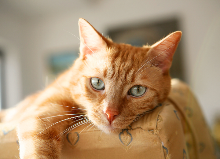 一緒に暮らすペットの変化に気づいたときにできること