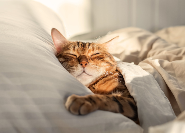 ペット葬儀前夜の過ごし方｜ペット霊園 愛の森