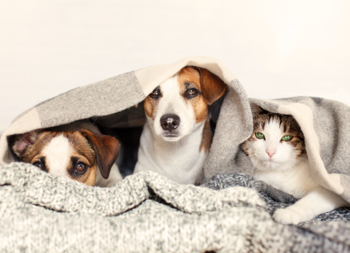 遺骨を自宅で供養する方法｜ペット霊園 愛の森