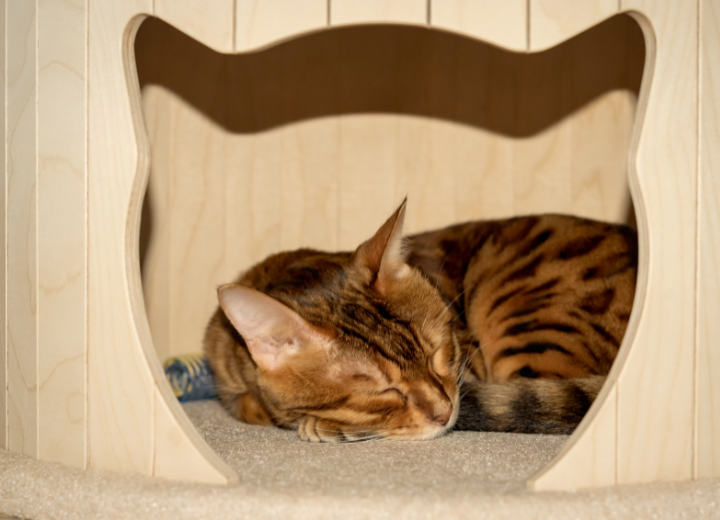 ペットロスを知っていますか？無理しない気持ちの整理の仕方