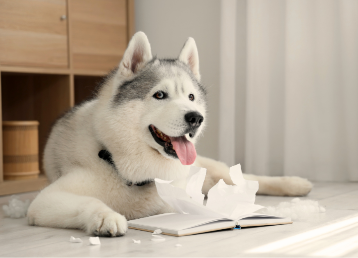 ペットの火葬が不安な方へ｜当日の流れと準備を丁寧に解説